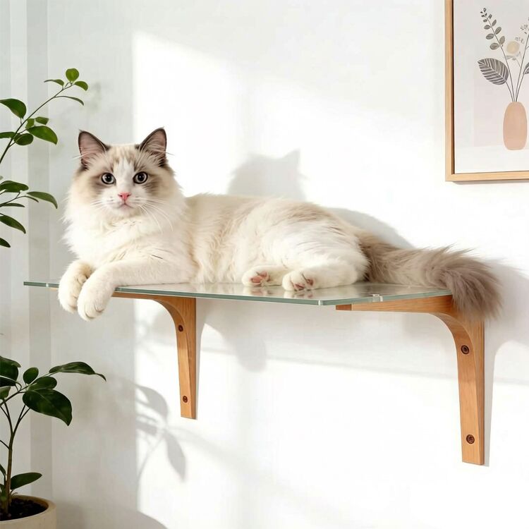 Acrylic Cat Shelves And Perches For Wall 17×12×7