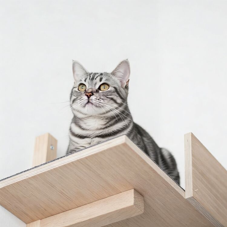 Plywood Cat Shelves Wall Mounted Perch 50×25×17cm
